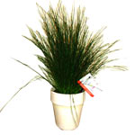 This Pencil plant is great for indoors as it tolerates a wide range of condition...