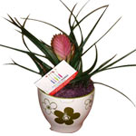 This lovely indoor green Tillandsia plant says Welcome in a big way and you will...