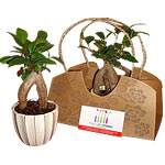 Indoor Bonsai Trees are easy to care for and are great for any home, office, sch...