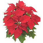 Poinsettia Plant