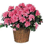 With clusters of delicate flowers and lovely evergreen leaves, this blooming pla...