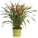 Sending a potted plant is a thoughtful alternative......  to Kerkiras