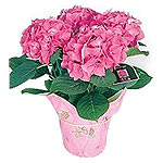 This cheery basket of blooms is a perennial beauty......  to Attikis