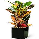 Croton Plant