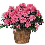 With clusters of delicate flowers and lovely everg......  to Achaias