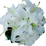 White lilies are the symbols of pride and beauty. ......  to Imathias