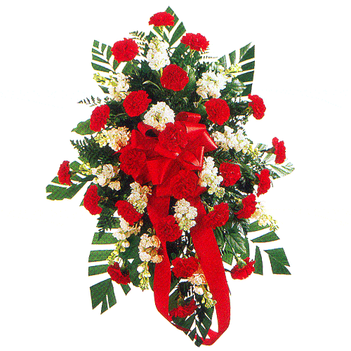 Premium Collection of Red and White Flowers 
