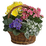 Flowering plants in a basket