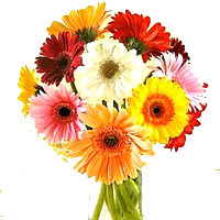 A gorgeous bouquet of red, pink, orange and yellow gerbera daisies. add some sun...