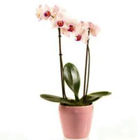 Gorgeous Orchid plant will remind your loved one about your feelings for many da...