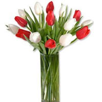 9 red and 9 white tulips in a glass vase- beautiful spring arrangement. Tender a...