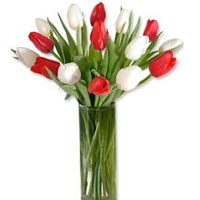 Mixed Tulips in Vase