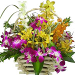 Basket - Orchids