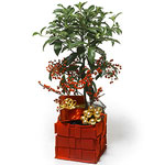 A beautifully New Year Ardisia tree decorated with...