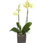 Orchid plant