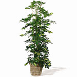 Green Plant