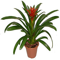 Bromeliad