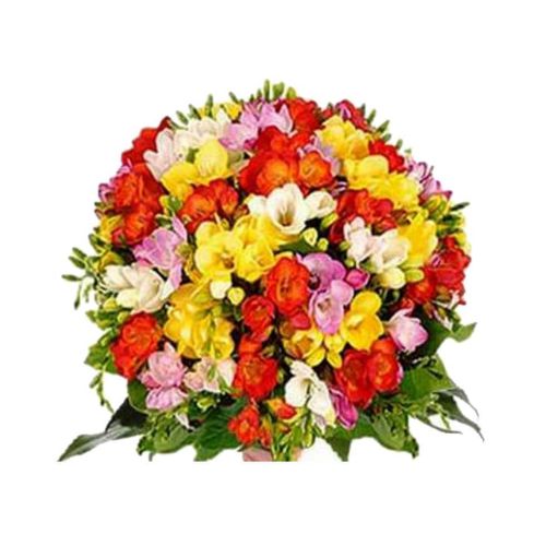 Bouquet of Colorful Freesias