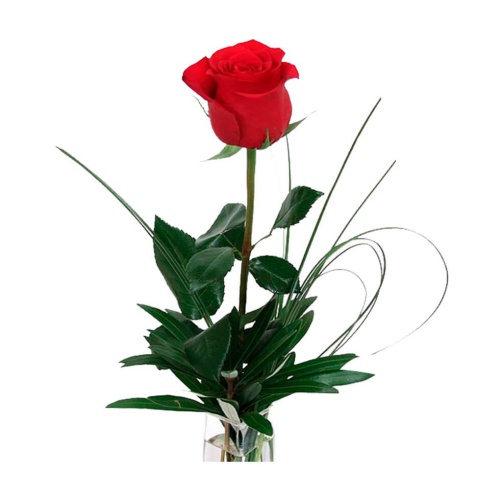 Roses With Sparkle