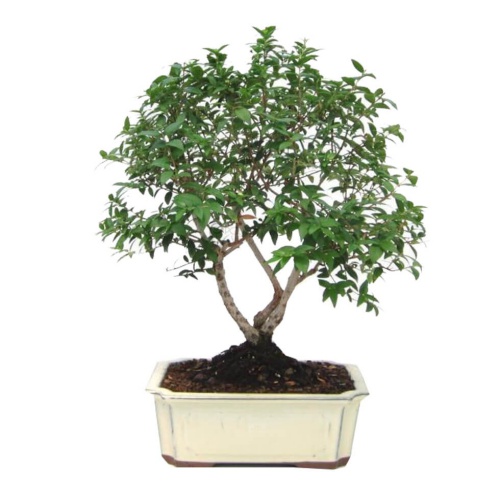 Miniature Tree for Bonsai with a trunk in simulate...