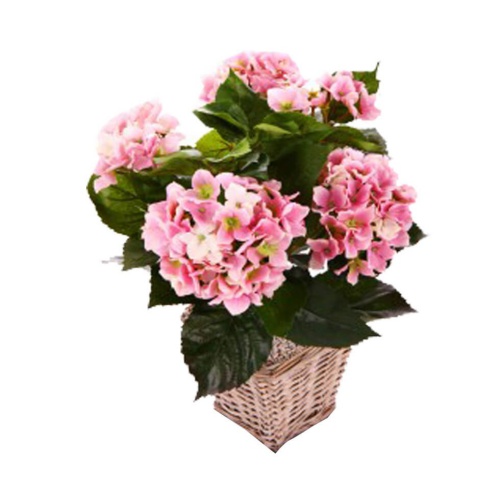 Plant On Hydrangea