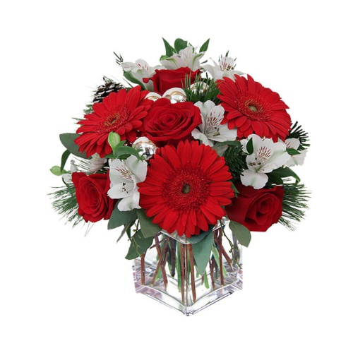 Gerbera Scarlet