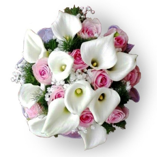 Beautiful Calla