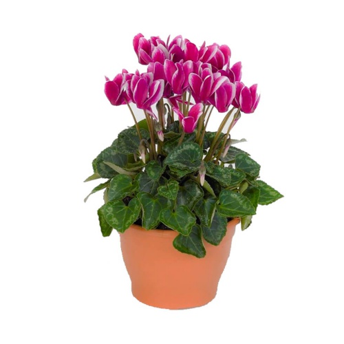 The cyclamen plant, the top choice for quilters, i......  to Parma