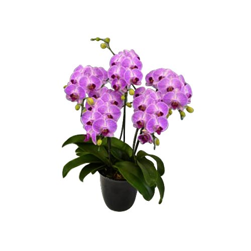 Lovely Candy Sorella Orchid Plant Placed in Pot