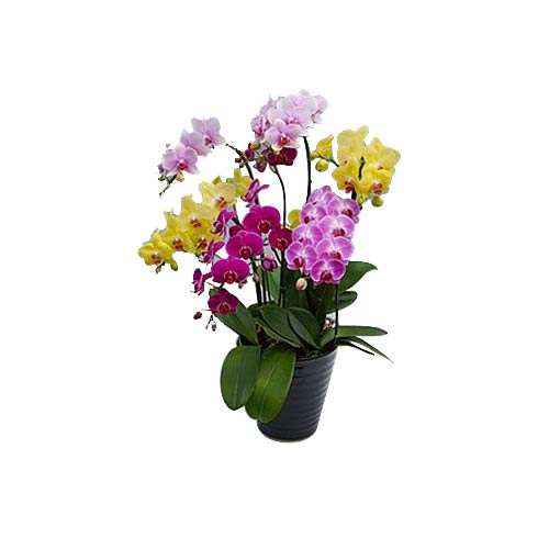 Delicate Dcor of Mixed Flowers Placed in Pot