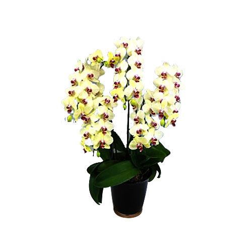 Gorgeous Golden Color Phalaenopsis Orchids in Pot