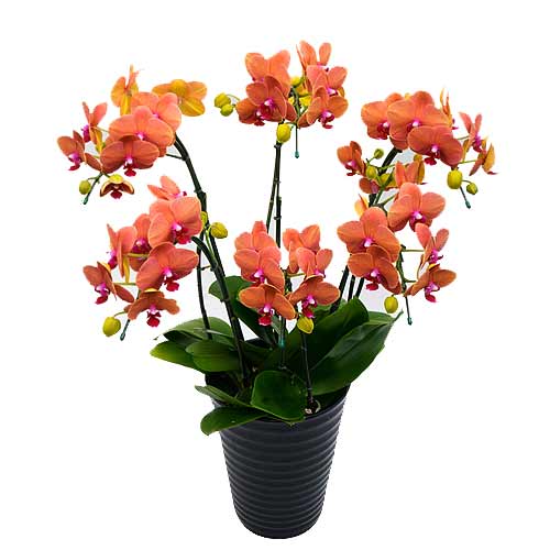 Fascinating Phalaenopsis Orchids Placed in Pot