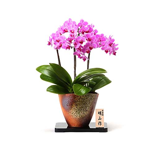 Lovely Pale Pink Middy Phalaenopsis Orchids Pot