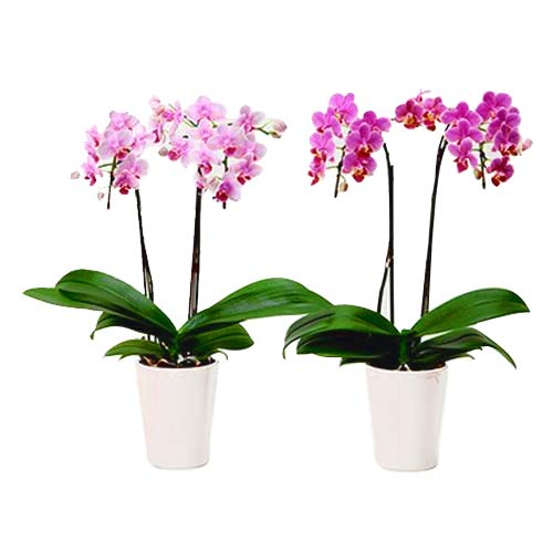 Indoor Rin Rin N Ran Ran Duel Orchid Plant in Pot