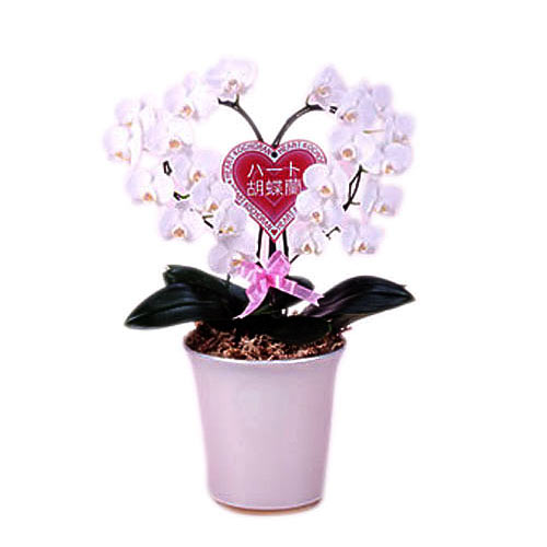 Magnificent Heart Shaped White Phalaenopsis Orchids in Pot