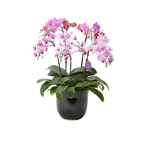 Mesmerizing Middy Phalaenopsis Orchid Placed in Pot