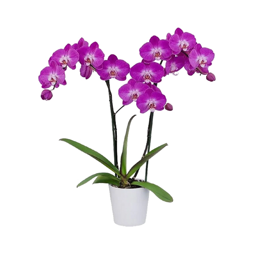 Just click and send these Beautiful Purple Flowers...