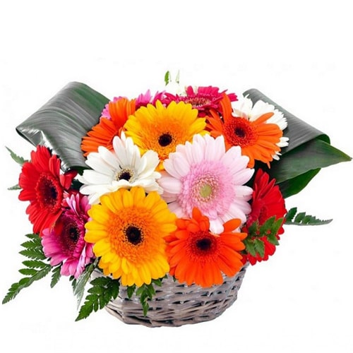 Beautiful Basket of Cheer Gerberas