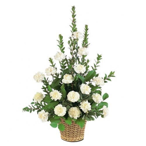 Blushing Beauty of White Carnations