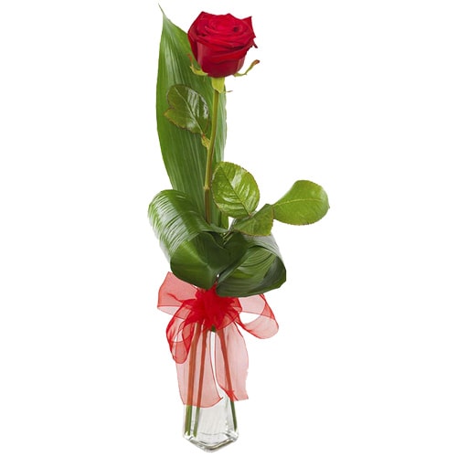 Exotic Red Rose along with a Vase 