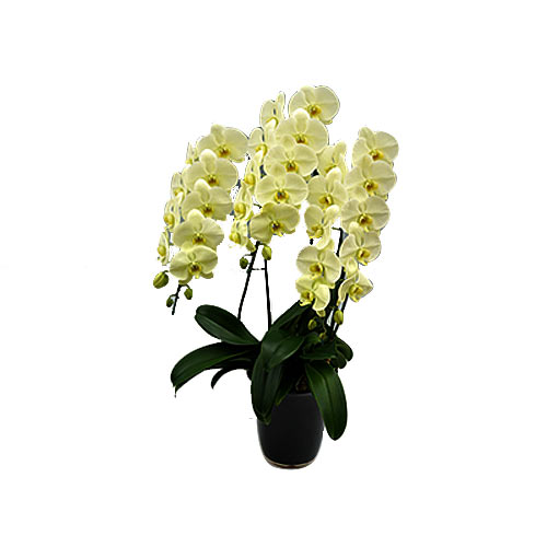 Eye-Catching Phalaenopsis Orchids Plant