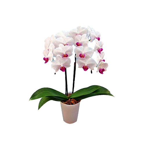 Distinctive Pink n White Middy Phalaenopsis Yumi Orchids in Pot