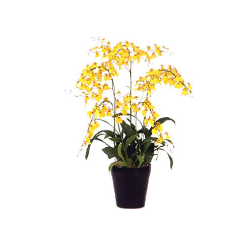 Gorgeous Golden Dancing Orchids in Pot