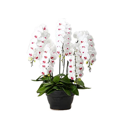 Attractive White n Red Phalaenopsis Kept in Pot