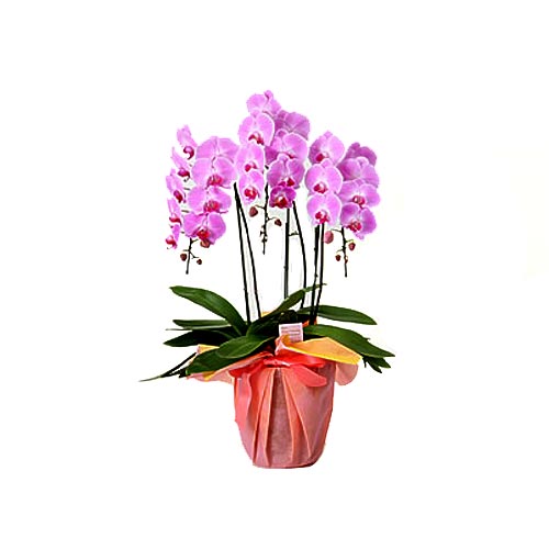 Stunning Phalaenopsis Orchid Placed in Pot
