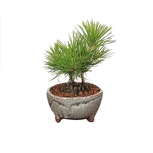 Fast-Growing Pine Cone Bonsai Plant in Pot
