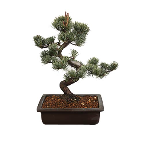 Striking Pinus Parviflora Bonsai Pot