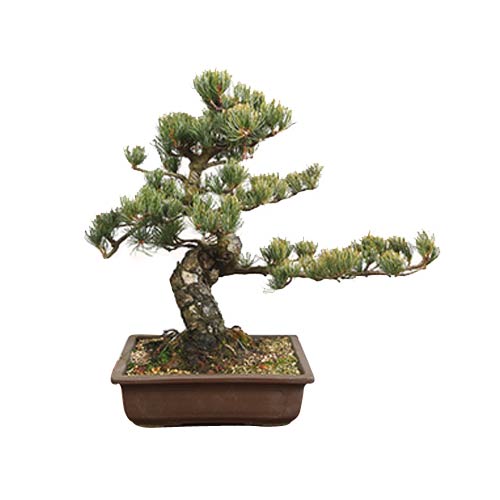 Alluring Pinus Parviflora Bonsai Plant in Pot