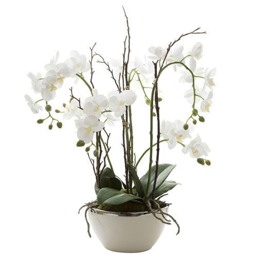 Attractive White Orchids in a Vase