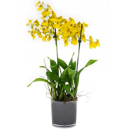 Breathtaking Oncidium Orchids with Style